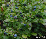 Blauwe bosbes (Vaccinium myrtillus)