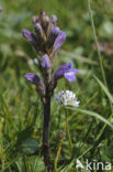 Blauwe bremraap (Orobanche purpurea) 