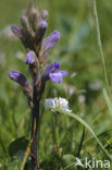 Blauwe bremraap (Orobanche purpurea) 