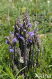 Blauwe bremraap (Orobanche purpurea) 