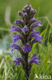 Blauwe bremraap (Orobanche purpurea) 