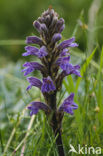 Yarrow Broomrape (Orobanche purpurea)