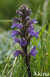 Blauwe bremraap (Orobanche purpurea) 