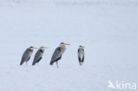 Blauwe Reiger (Ardea cinerea)