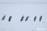 Blauwe Reiger (Ardea cinerea)