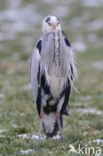 Grey Heron (Ardea cinerea)