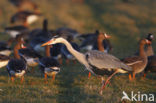 Grey Heron (Ardea cinerea)