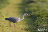 Grey Heron (Ardea cinerea)