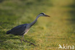 Grey Heron (Ardea cinerea)