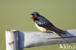 Boerenzwaluw (Hirundo rustica) 