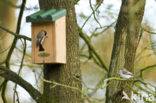 European Pied Flycatcher (Ficedula hypoleuca)