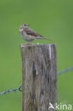 Tree Pipit (Anthus trivialis)