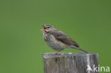 Tree Pipit (Anthus trivialis)