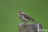 Boompieper (Anthus trivialis)