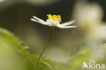 Wood Anemone (Anemone nemorosa)