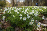 Wood Anemone (Anemone nemorosa)