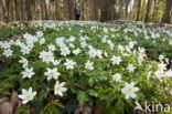 Wood Anemone (Anemone nemorosa)