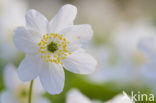 Bosanemoon (Anemone nemorosa)