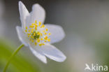 Bosanemoon (Anemone nemorosa)