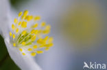 Bosanemoon (Anemone nemorosa)