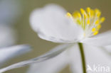 Bosanemoon (Anemone nemorosa)