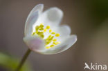 Bosanemoon (Anemone nemorosa)