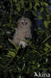 Bosuil (Strix aluco)