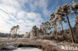 Boswachterij Ommen