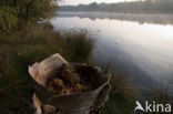 Boswachterij Staphorst