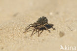 Pardosa lugubris