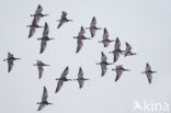 Brandgans (Branta leucopsis)