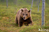 Bruine beer (Ursus arctos)