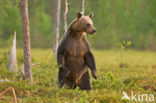 Bruine beer (Ursus arctos)