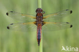 Bruine korenbout (Libellula fulva) 