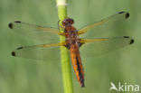 Bruine korenbout (Libellula fulva) 