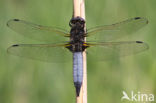 Bruine korenbout (Libellula fulva) 