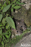 Bruine rat (Rattus norvegicus)