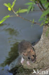 Brown rat (Rattus norvegicus)