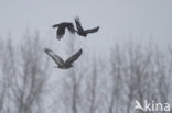 Common Buzzard (Buteo buteo)