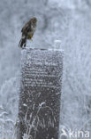 Common Buzzard (Buteo buteo)