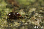 Cephennium thoracicum