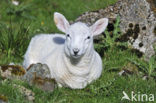 Cheviot schaap (Ovis domesticus)