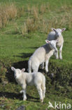 Cheviot sheep (Ovis domesticus)