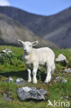 Cheviot schaap (Ovis domesticus)