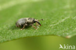 clover seed weevil (Tychius picirostris)