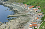 Crovie