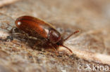 Cryptophagus spec.