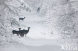 Fallow Deer (Dama dama)