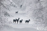 Fallow Deer (Dama dama)