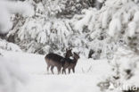 Fallow Deer (Dama dama)